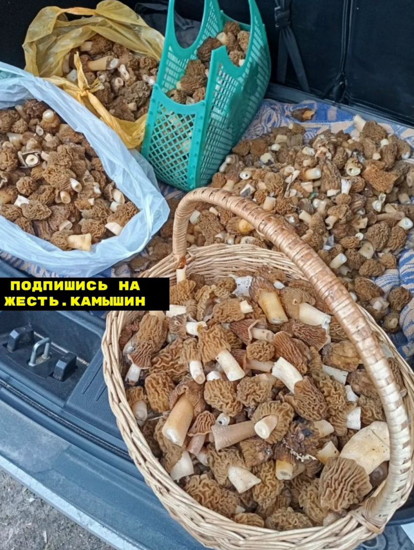 В Волгограде сморчки продают по цене мяса, в Камышине - по цене костей от мяса