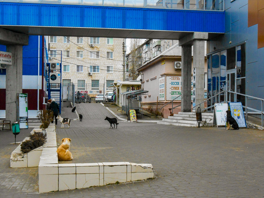 Уважаемые начальники Камышина, нельзя ли отловить бродячих собак хотя бы на центральном рынке? - камышанка