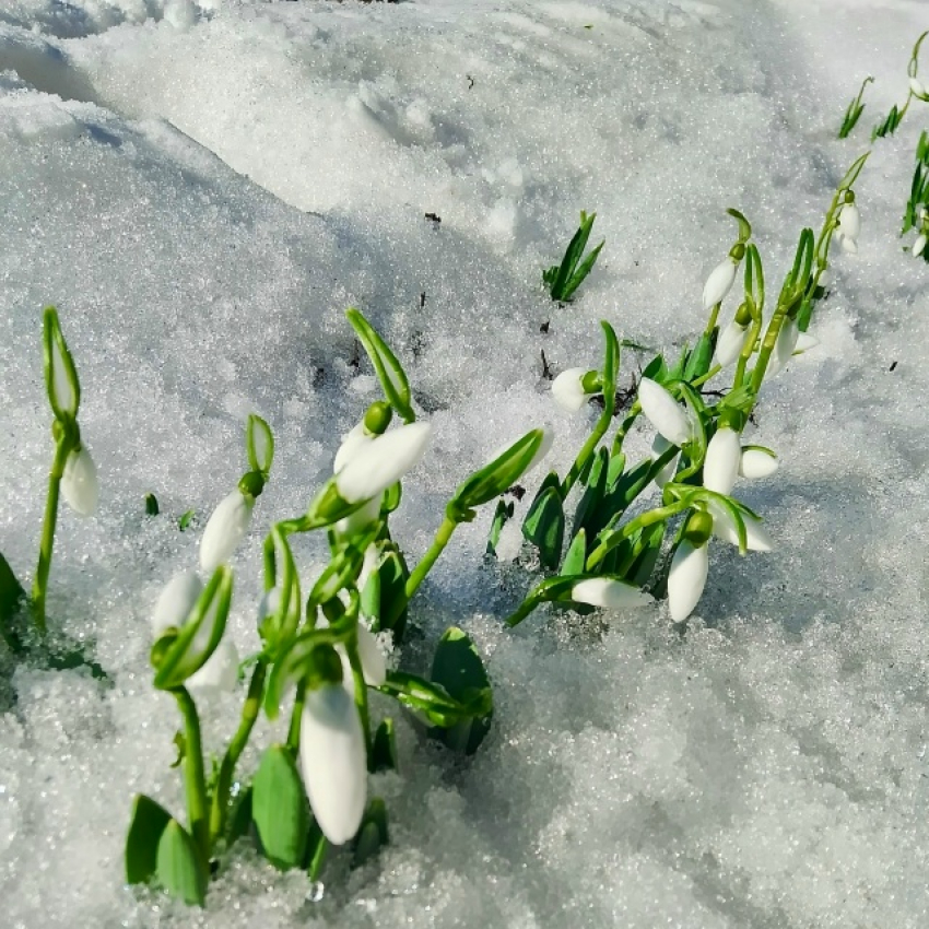 Где в Волгоградской области расцвели настоящие подснежники - галантусы