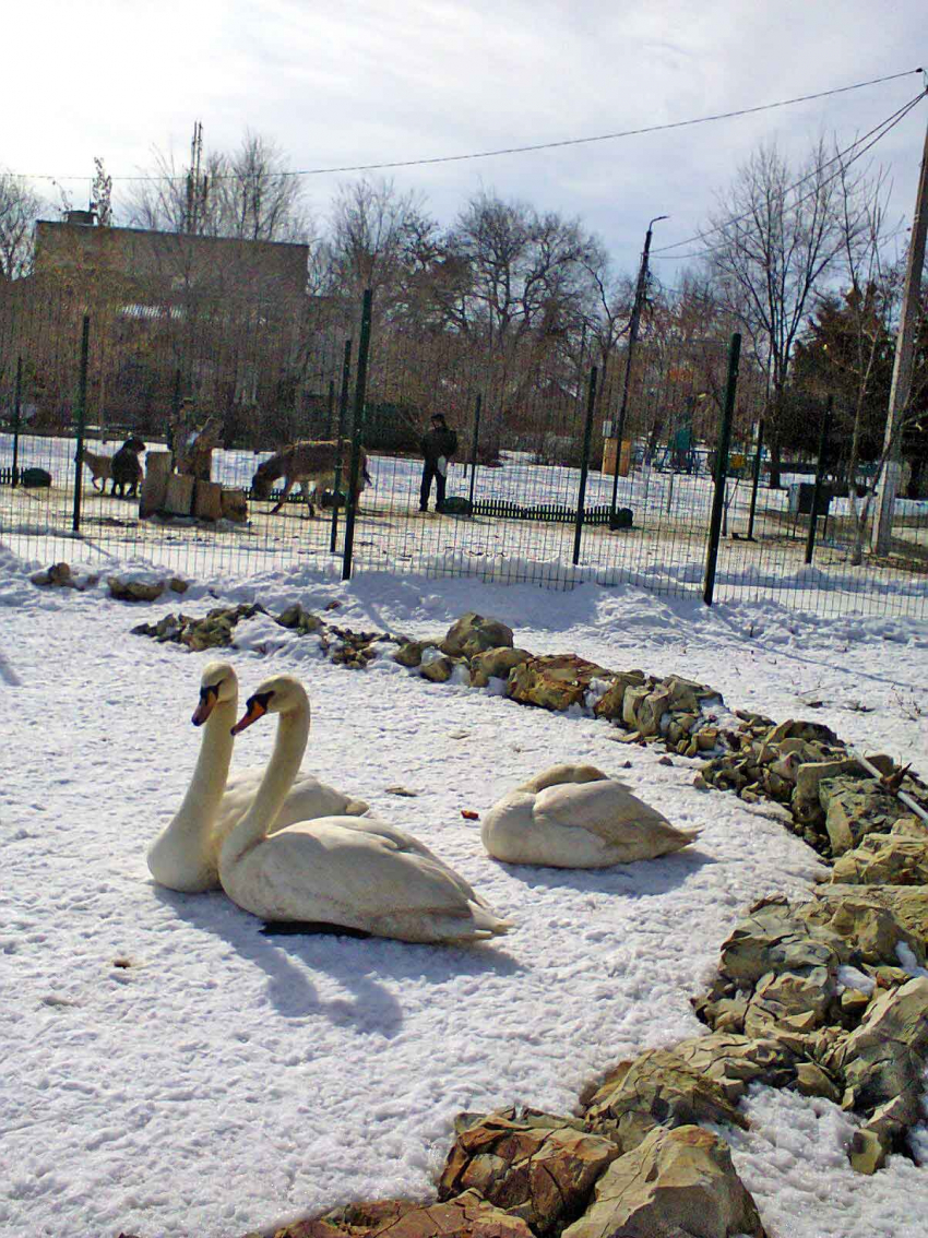 В Камышине в городском парке стали «выводить» на прогулки лебедей и индоуток