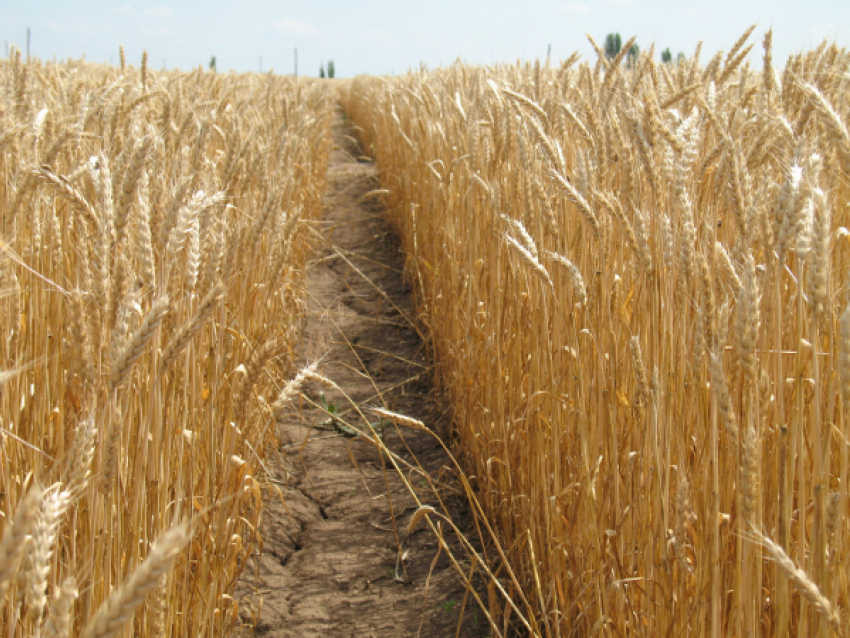 На полях Камышинского района начали молотить влажное зерно