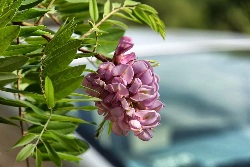 Власти Камышина доложили, что в 2025 году высадили больше полутысячи деревьев и кустарников в городе