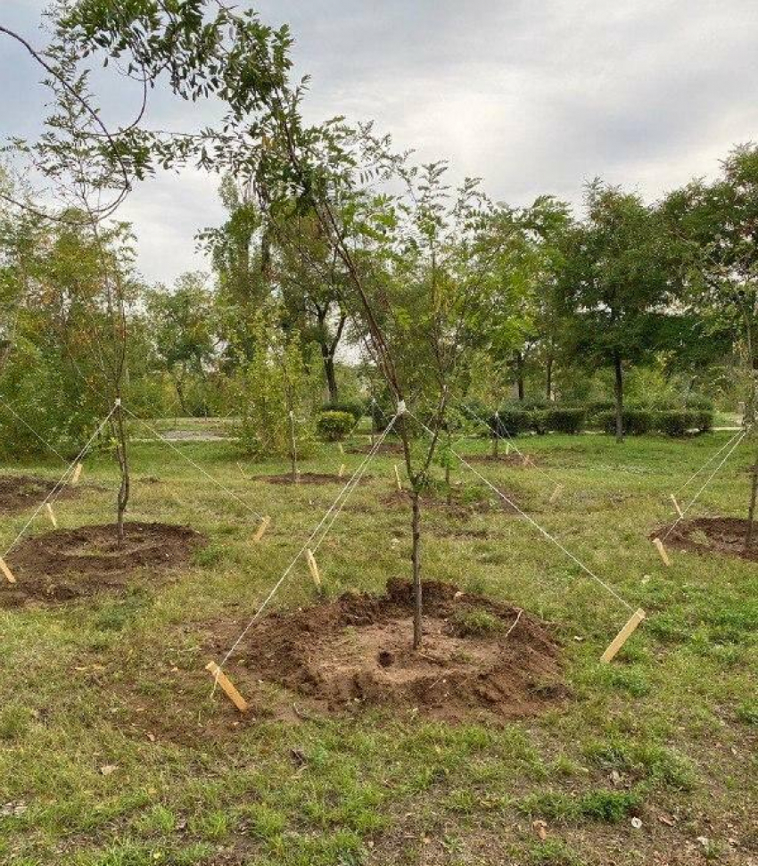 Администрация Камышина показала, как провела компенсационные высадки деревьев в парке «Строителей", о парке «Топольки» - пока ни слова