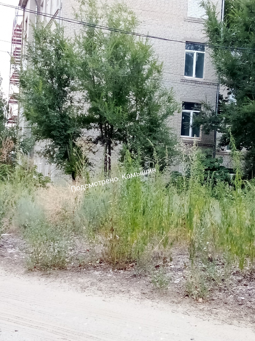 Камышане показали в соцсетях опасные «кущеря» в центре города, во дворах и у школ