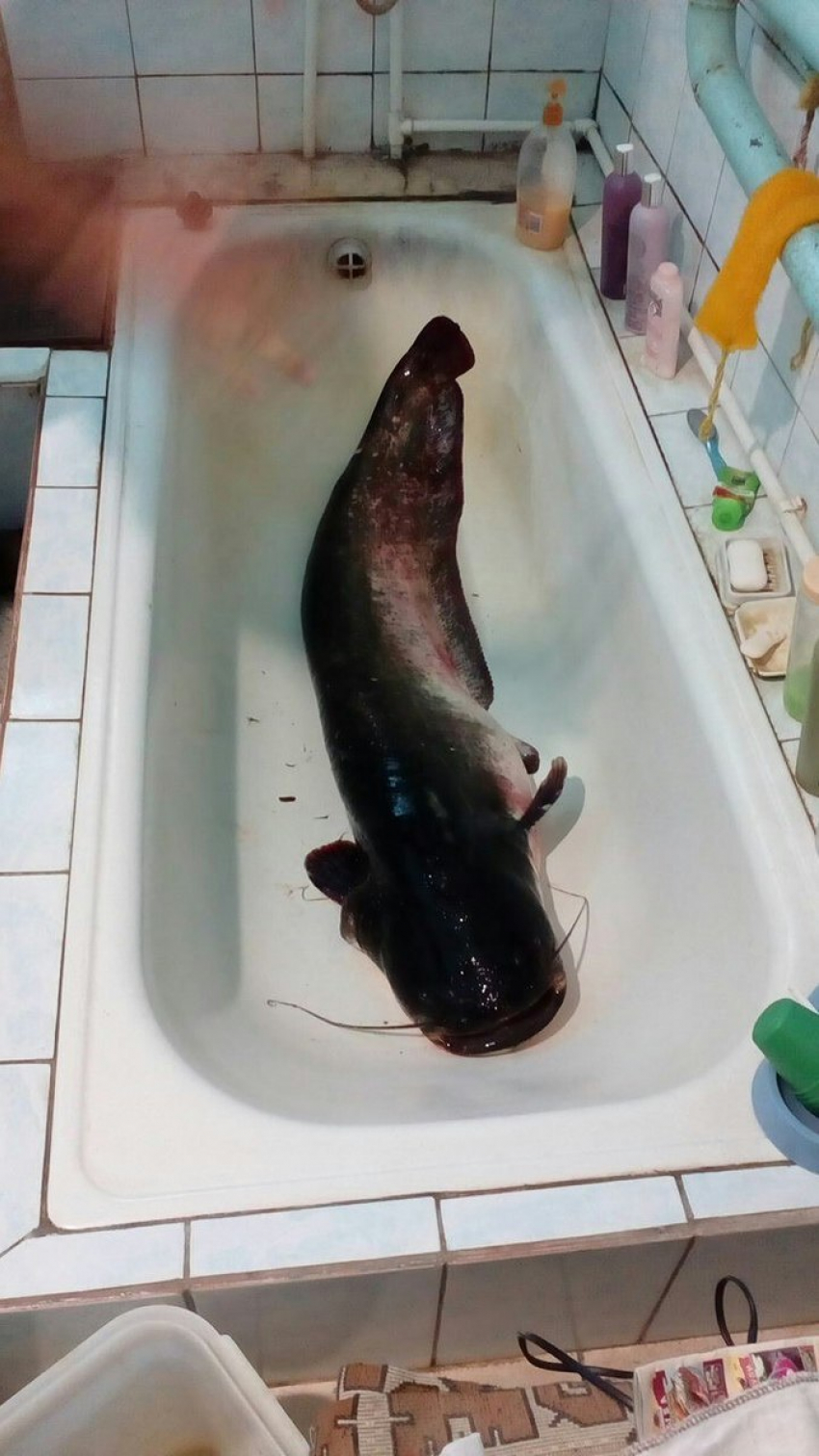 Под занавес сезона подводной охоты камышанин  добыл сома весом в 22,5 килограмма