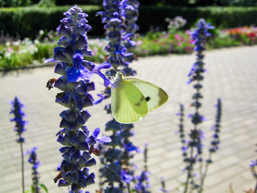 Порцию летней свежести ощутят камышане: погодная повестка на 19 августа