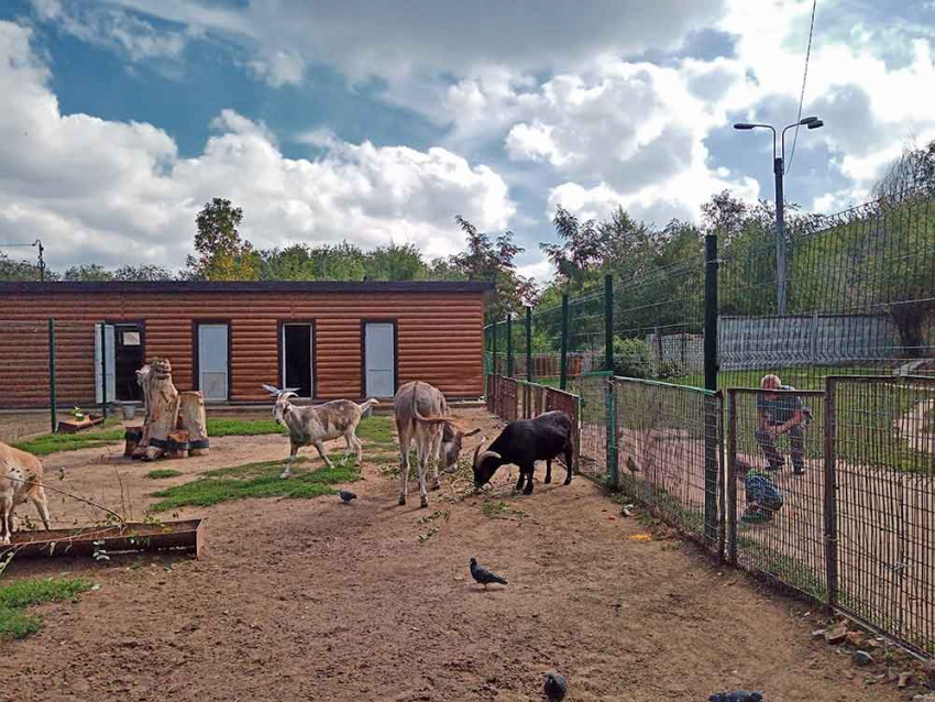 В Камышине все питомцы мини-зоосада городского парка чувствуют себя бодро, за лето не похудели