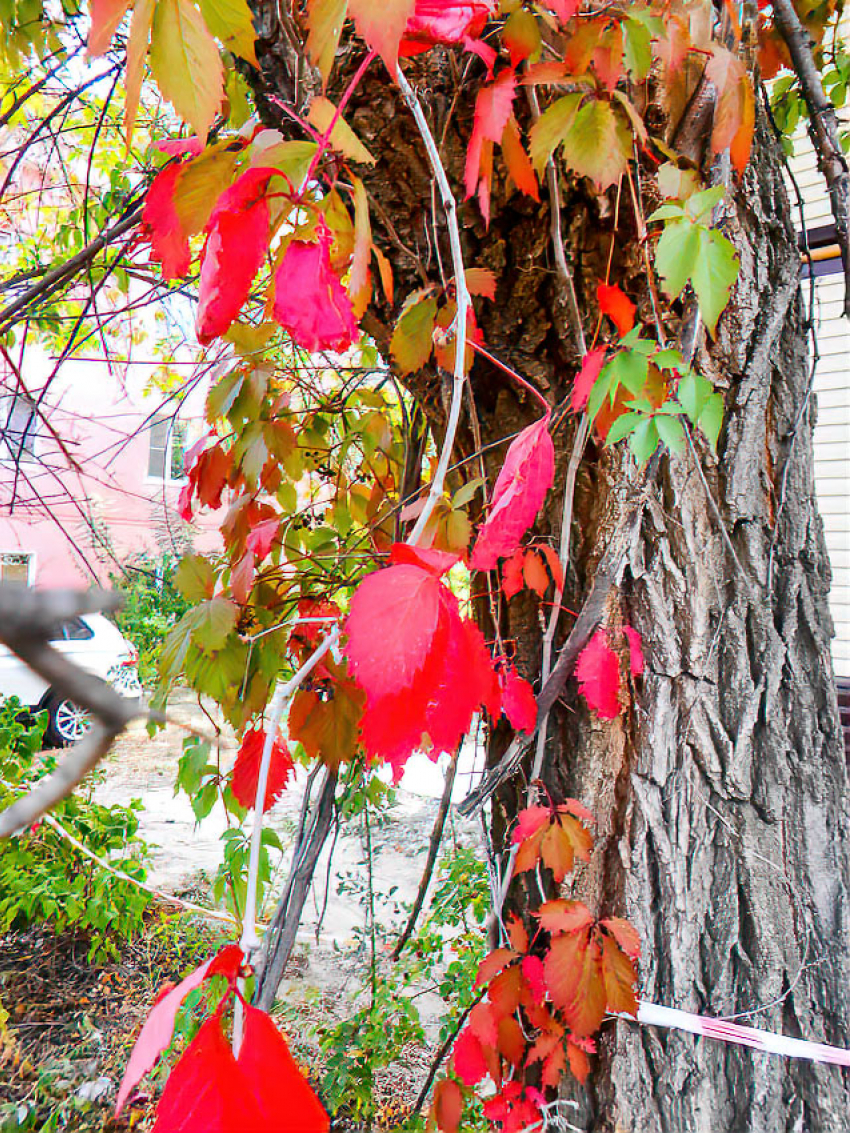 Камышан бросит из жары в холод: штормовое предупреждение объявили в Волгоградской области
