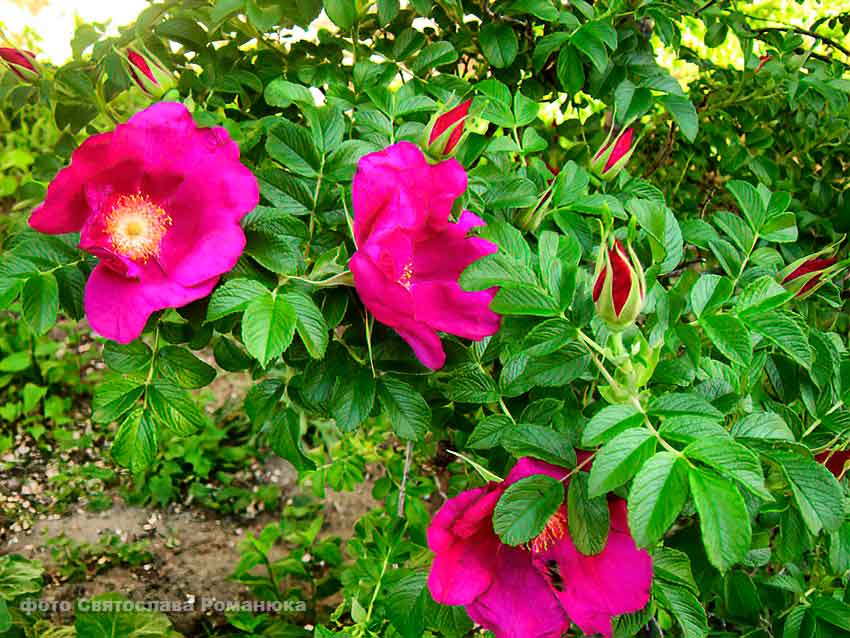 Камышане любуются балом самых ароматных летних цветов