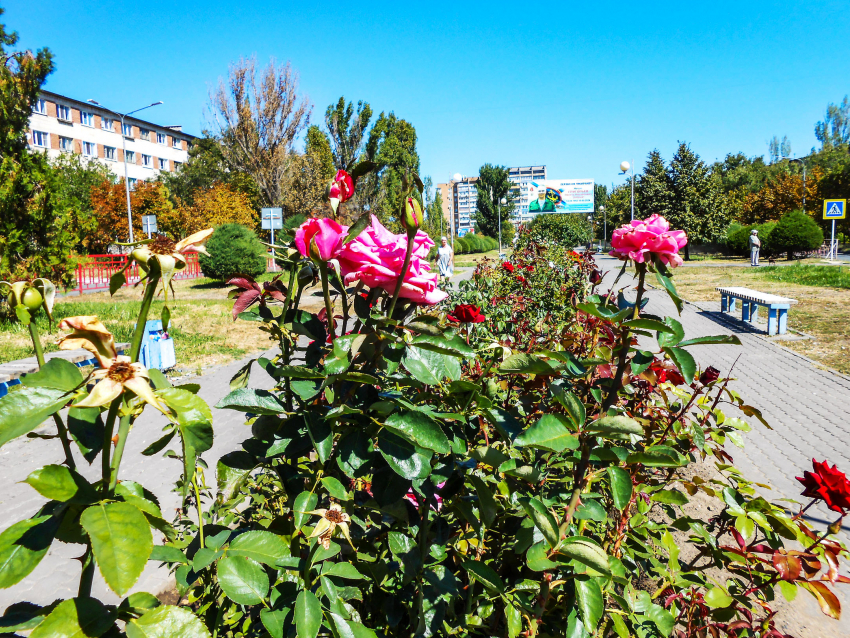 Лето не хочет уходить из Камышина: погодная повестка на 21 сентября