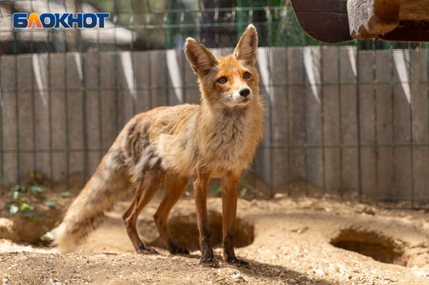 В соседнем с Камышинским - Ольховском районе установили карантин из-за бешеной лисы