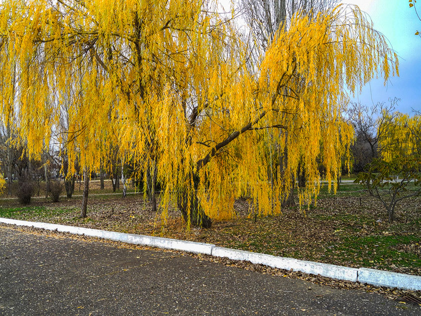 Четверг 13 ноября приходит в Камышин с дождем и сумасшедшей магнитной бурей
