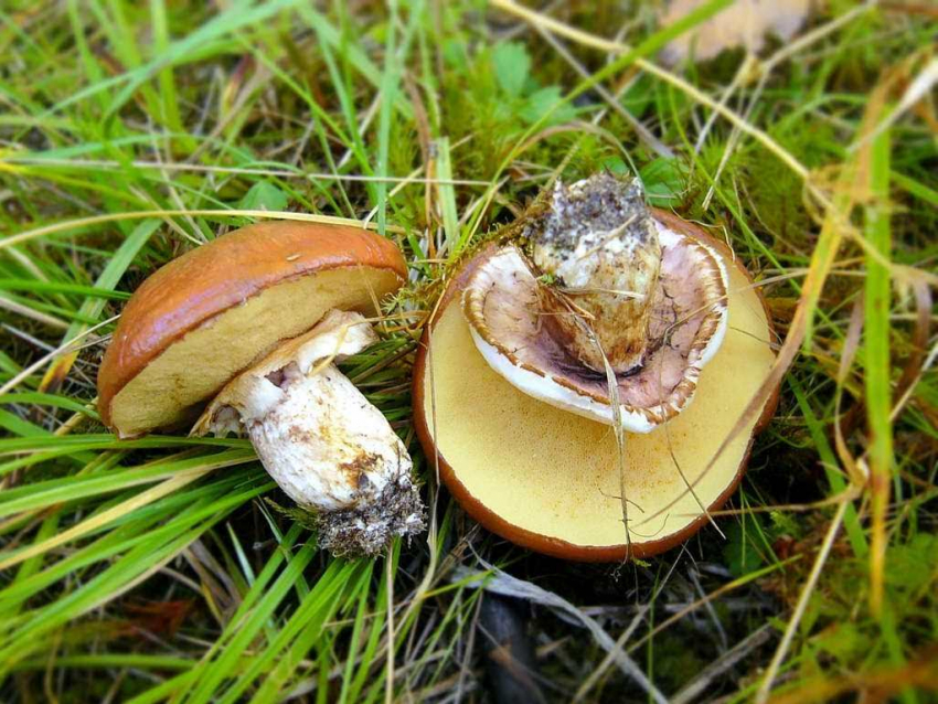 Начались дожди - начнутся и грибы: камышане, осторожнее, уже есть отравившиеся в Волгоградской области