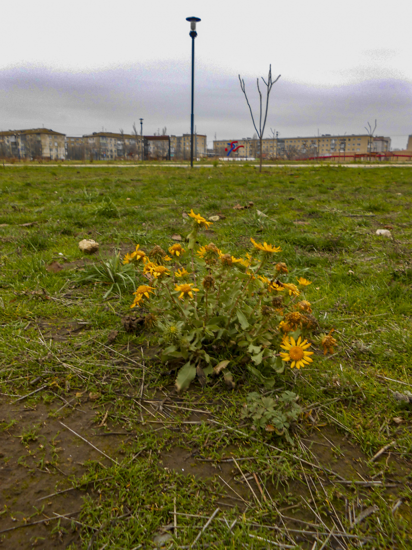 В Камышине синоптики предсказали слабый снег с дождем при двух градусах тепла сегодня, 6 декабря