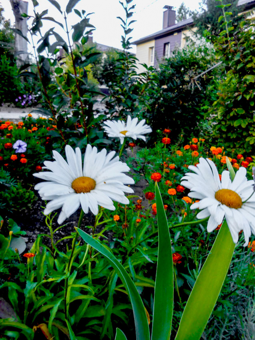 30-градусную отметку преодолеют столбики термометров в Камышине 23 сентября