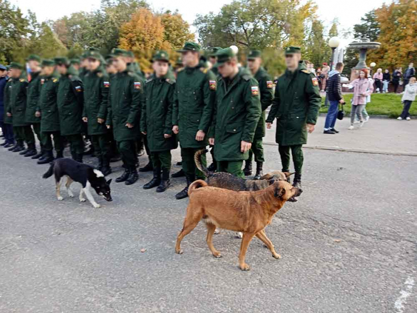 Администрация Камышина опубликовала «методичку» по бродячим собакам