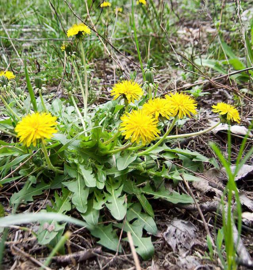 Камышанам выпадает день без дождя 28 апреля