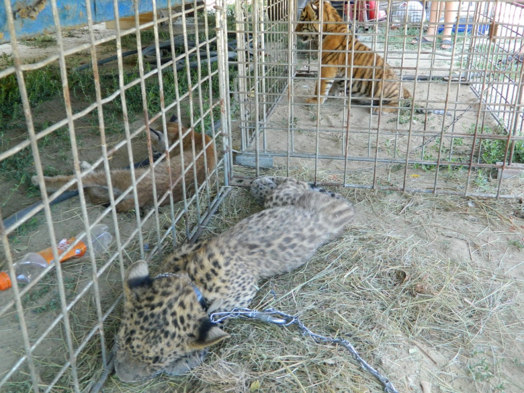 Леопард спит.