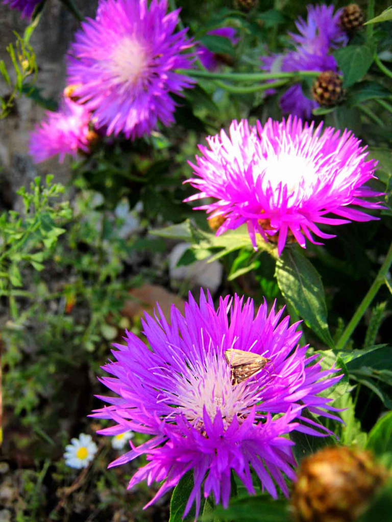 IMG_0370.jpg IMG_0370.jpg