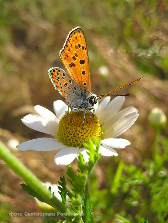 IMG_0219.jpg IMG_0219.jpg