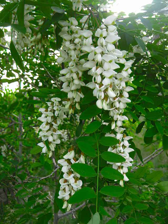 IMG_0428.jpg IMG_0428.jpg